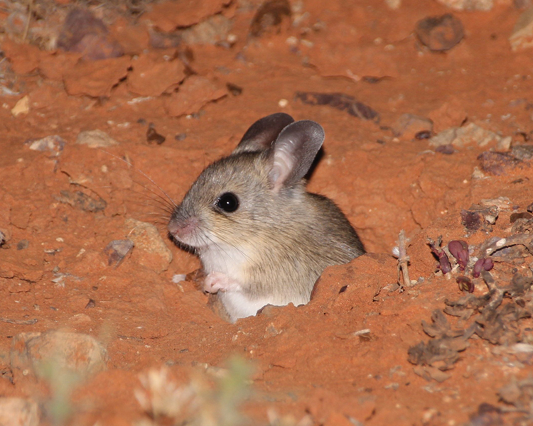 The what, where and how of refuges for threatened animals - Ecological Society of Australia Refuges symposium