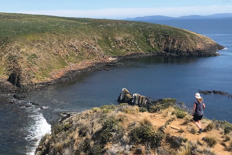 Informing island eradications: Lessons learned