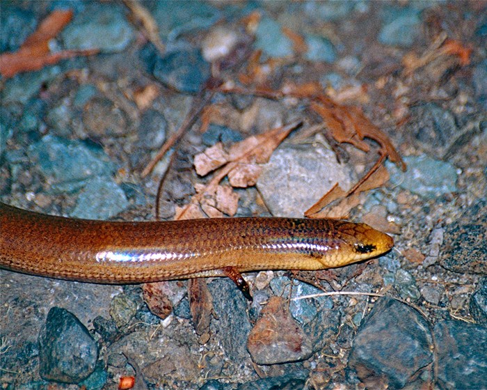 Three-toed snake-tooth skink