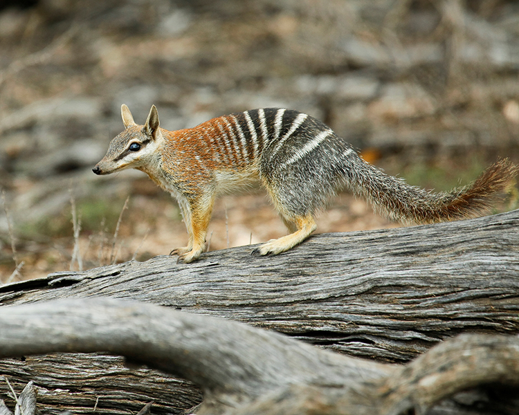 Public preferences for fox and cat control in Western Australia