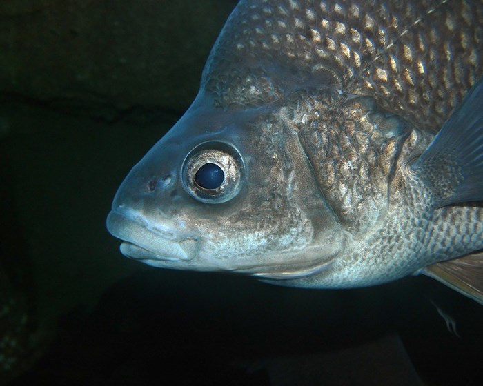 Macquarie perch