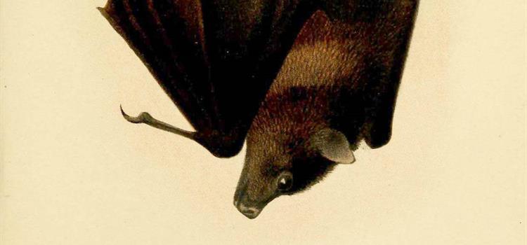 Enhancing threatened species outcomes for Christmas Island