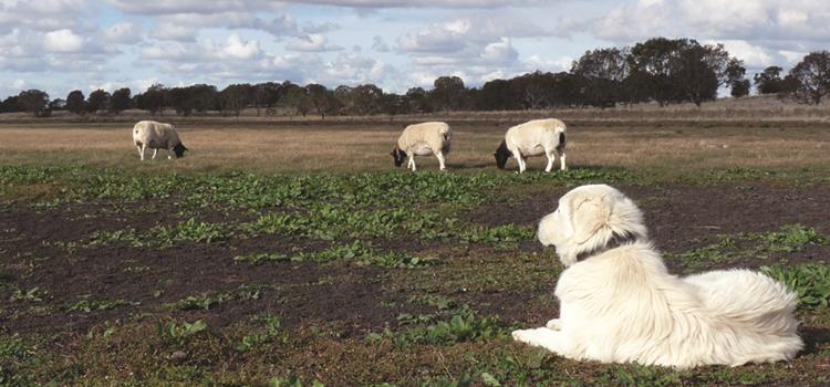 Livestock guardian dogs to protect threatened species and restore habitat