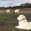 Livestock guardian dogs to protect threatened species and restore habitat