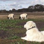 Livestock guardian dogs to protect threatened species and restore habitat