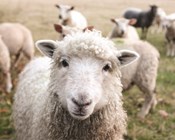 Cats have $12 million impact on agriculture in Australia