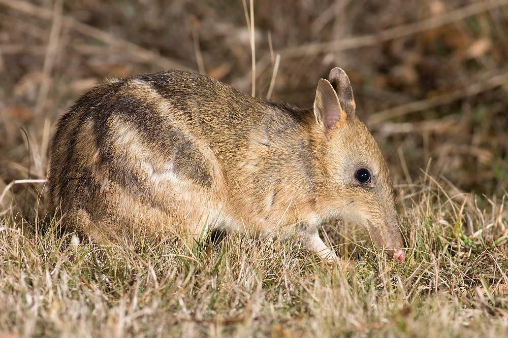 Tasmanian genes helping to rebuild Victoria’s bandicoots