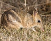 Tasmanian genes helping to rebuild Victoria’s bandicoots