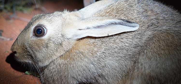 Integrated management of feral herbivores and feral predators