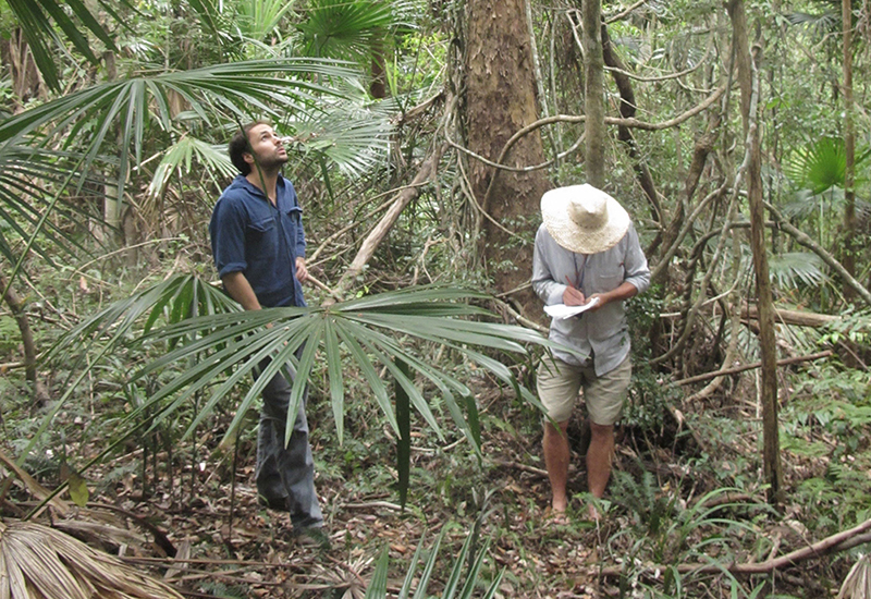 Native guava first Australian casualty of global plant disease