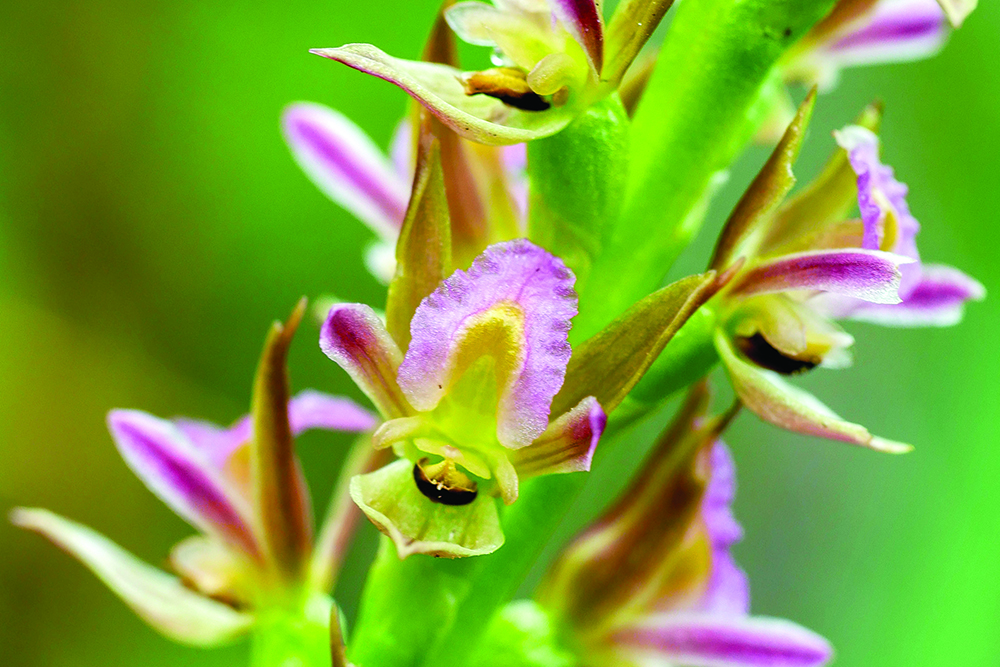 Race against time for Endangered leek orchids