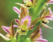 Race against time for Endangered leek orchids