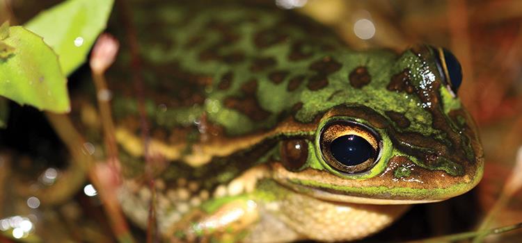 Prioritising conservation efforts and communicating conservation opportunities in urban areas