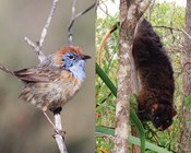 Top 20 Australian mammals and birds at risk of extinction