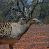 Recovering malleefowl with adaptive management of feral predators