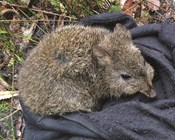 The missing mammals of Booderee