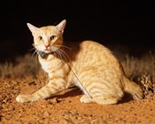 Cat science finalist for Eureka Prize