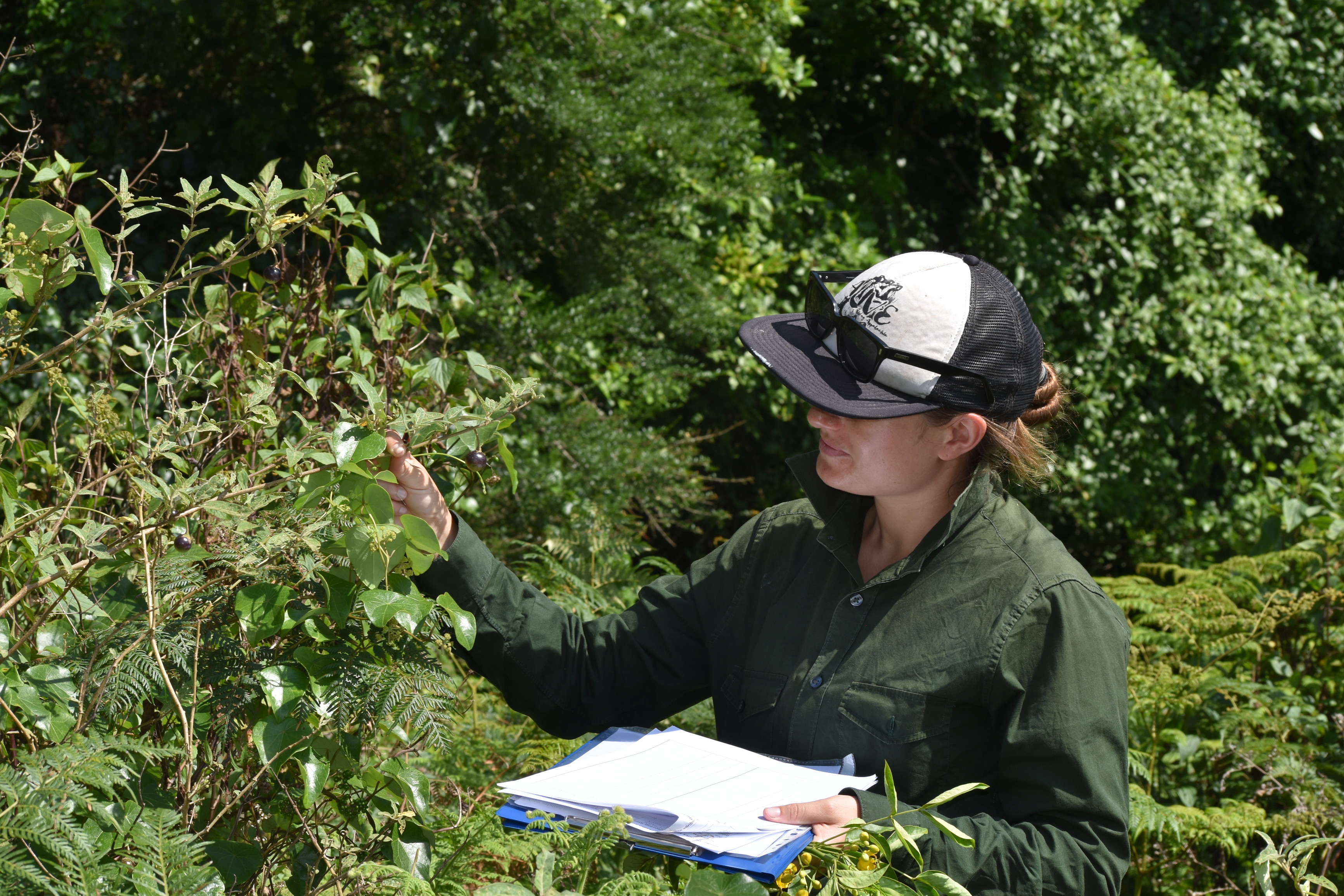 Most of Australia’s threatened plants aren’t being monitored, increasing the risk of extinctions.