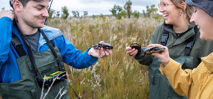 Assisted colonisation of Australia’s rarest reptile: The western swamp turtle