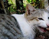 Cat eradication to help threatened species on Christmas Island