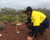 Will baiting benefit northern quolls in the Pilbara?