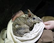 Supporting land managers to help end extinction