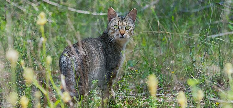 Feral cat control for threatened species in Queensland