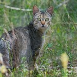 Feral cat control for threatened species in Queensland