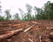 On feral cats AND clearing - It’s no beauty contest