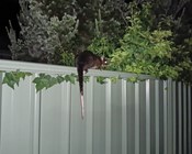 Biodiversity sensitive urban design: The future of cities