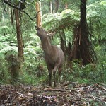 Managing impacts of feral and over-abundant herbivores on threatened species and ecological communities