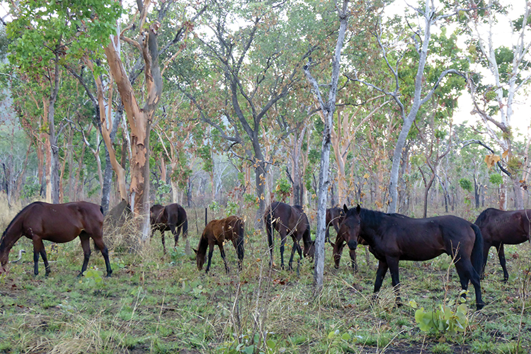 Small mammal declines in the Top End - Causes and solutions