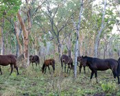 Small mammal declines in the Top End - Causes and solutions