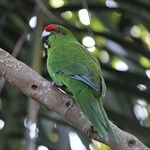 Genetic analysis of the Norfolk Island morepork and green parrot
