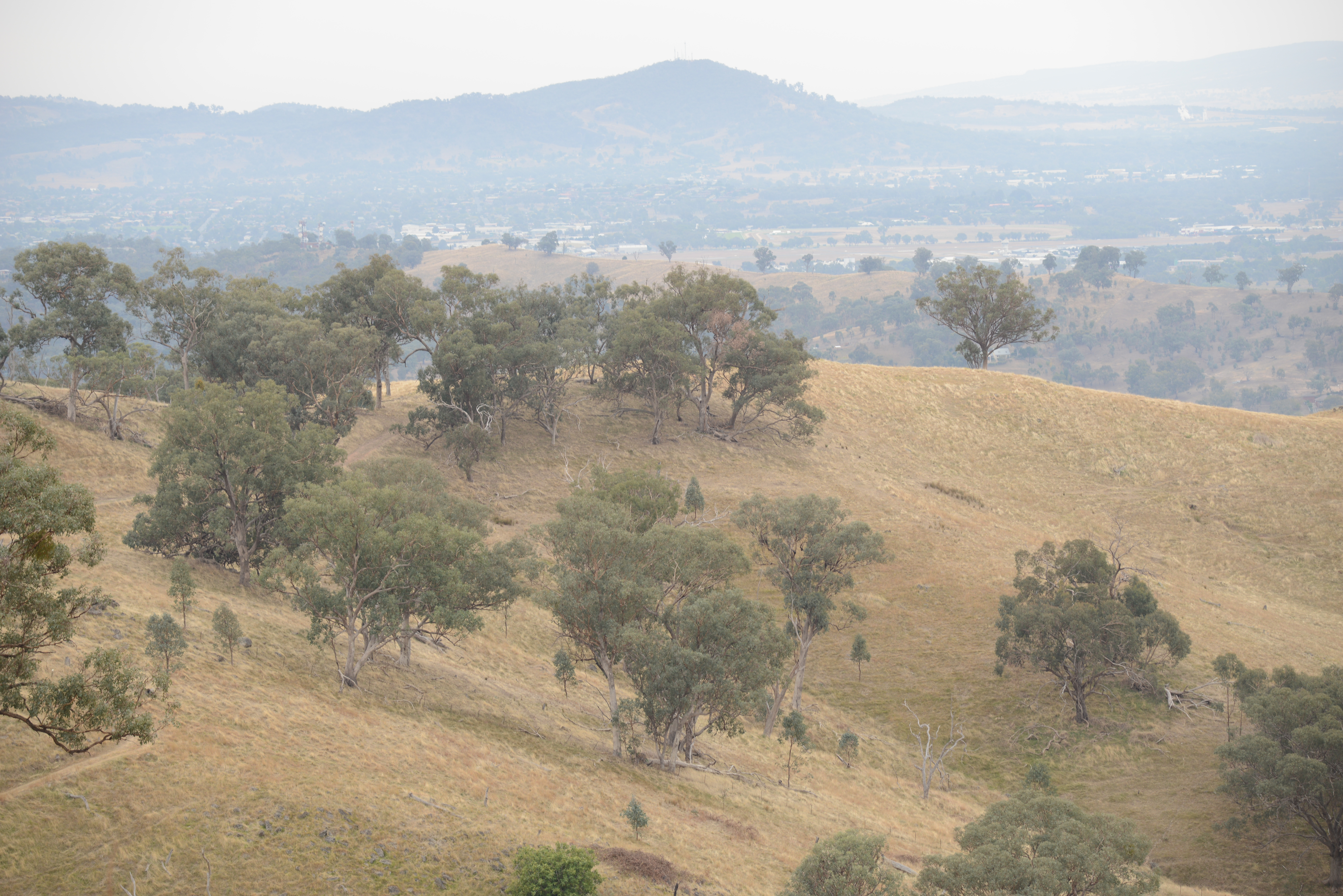 Conservation of box gum grassy woodlands and the threatened species within them
