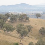 Conservation of box gum grassy woodlands and the threatened species within them
