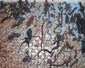 The unnoticed toll of cats on reptiles