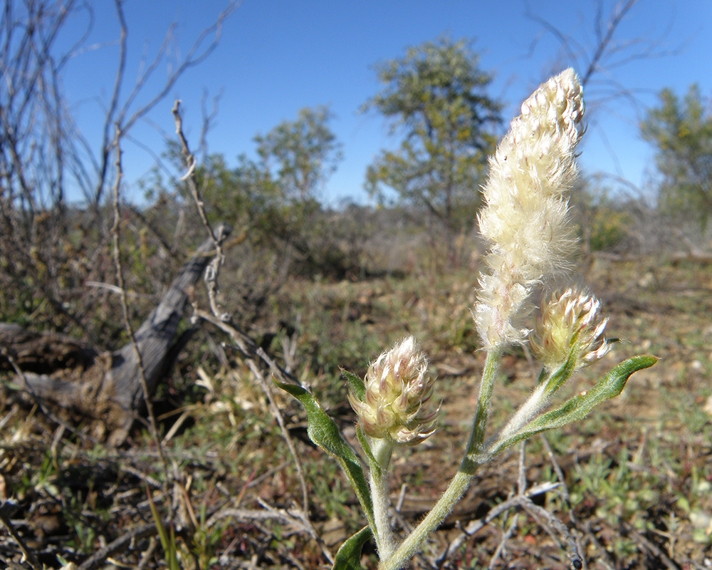han side Nybegynder New Research: The Aussie plants facing extinction