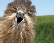 Using social and economic opportunities for the conservation of threatened biodiversity