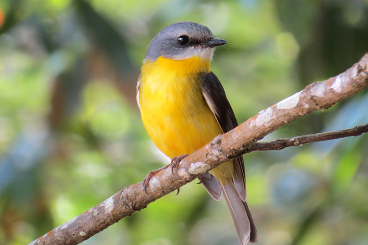 Native birds in South-eastern Australia worst affected by habitat loss