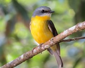 Native birds in South-eastern Australia worst affected by habitat loss