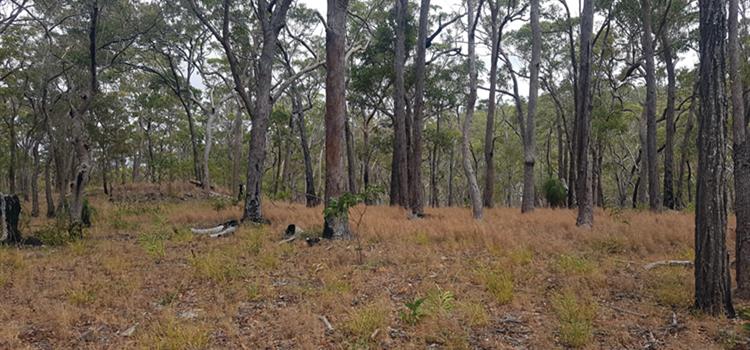 Essential research to secure the buff-breasted button quail