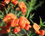 Imperiled Plant Action Plan identifies the 50 plants at greatest risk of extinction and how to save them