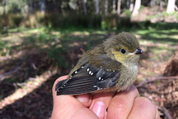 Self-fumigating birds and manna from heaven: The remarkable forty-spotted pardalote