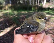 Self-fumigating birds and manna from heaven: The remarkable forty-spotted pardalote