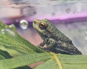 Endangered frogs collected from fire impacted areas for safekeeping