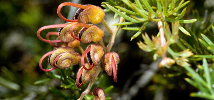 Threatened plant translocations