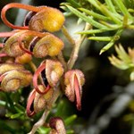 Threatened plant translocations