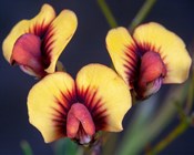 Call for threatened species data