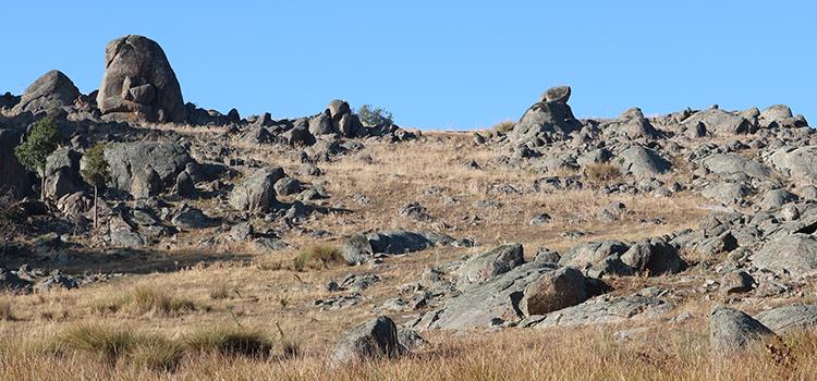 Enhancing critical habitat for the pink-tailed worm-lizard in agricultural landscapes